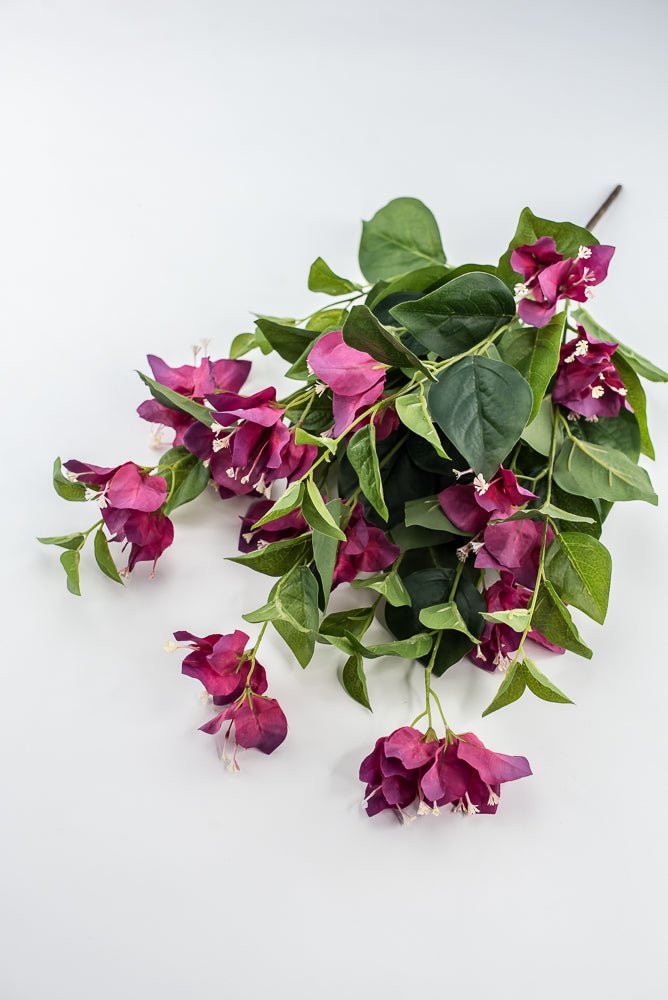 Beauty Pink Bougainvillea Bush - Greenery Market28138