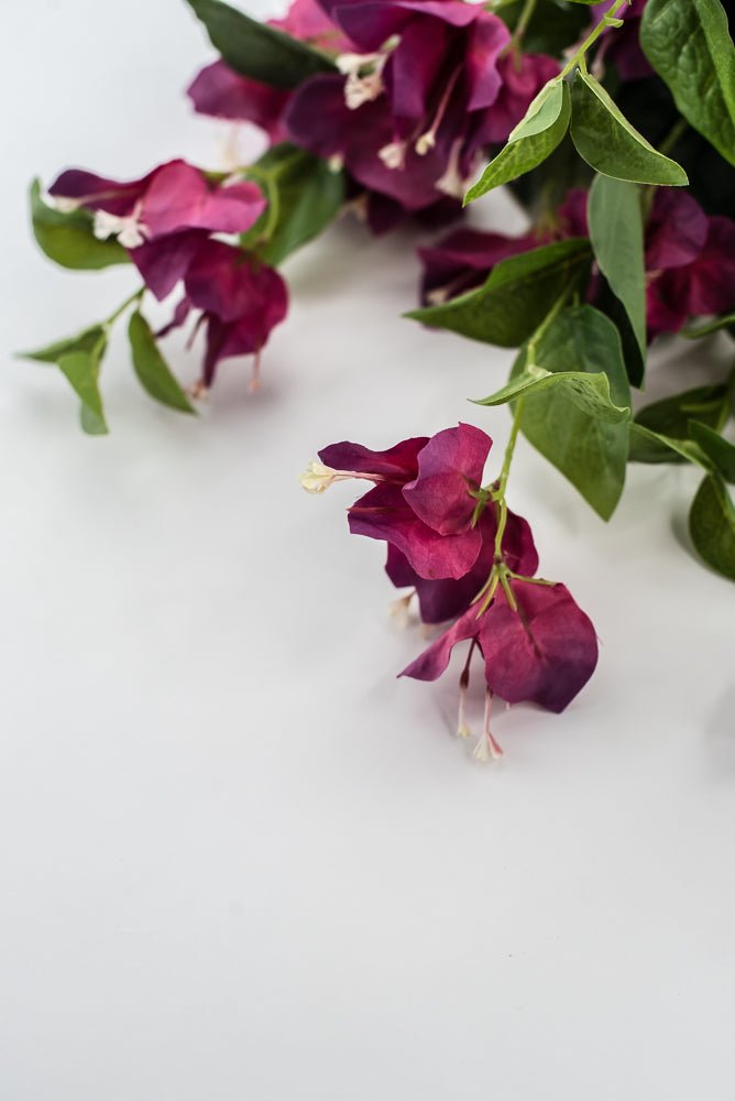 Beauty Pink Bougainvillea Bush - Greenery Market28138