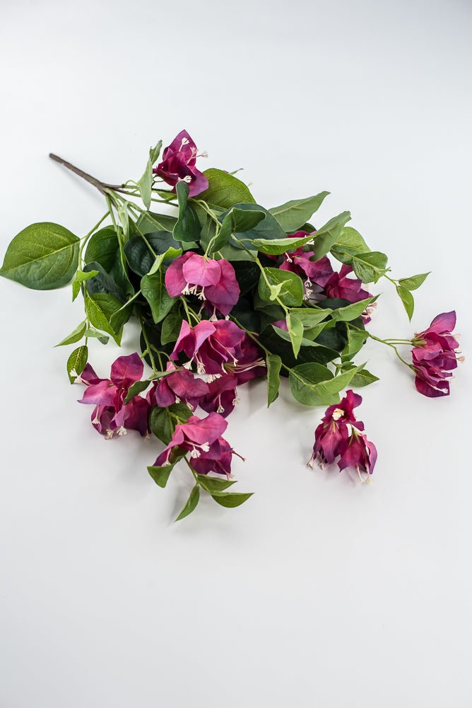 Beauty Pink Bougainvillea Bush - Greenery Market28138