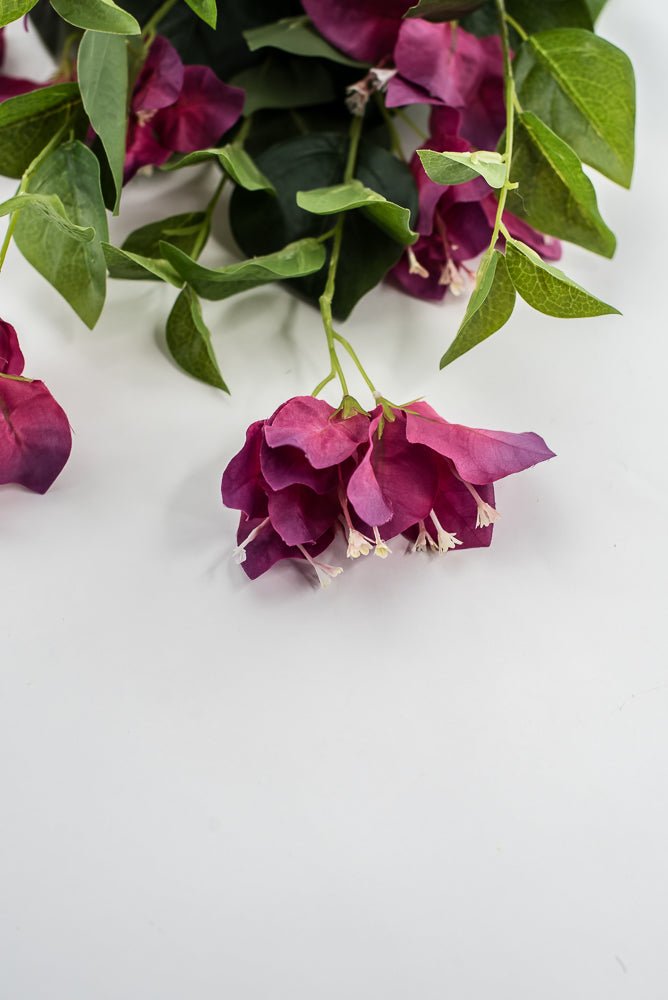 Beauty Pink Bougainvillea Bush - Greenery Market28138