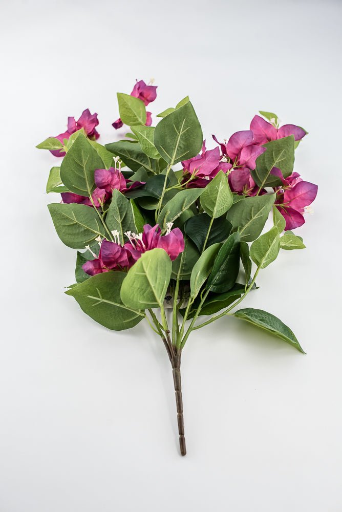 Beauty Pink Bougainvillea Bush - Greenery Market28138