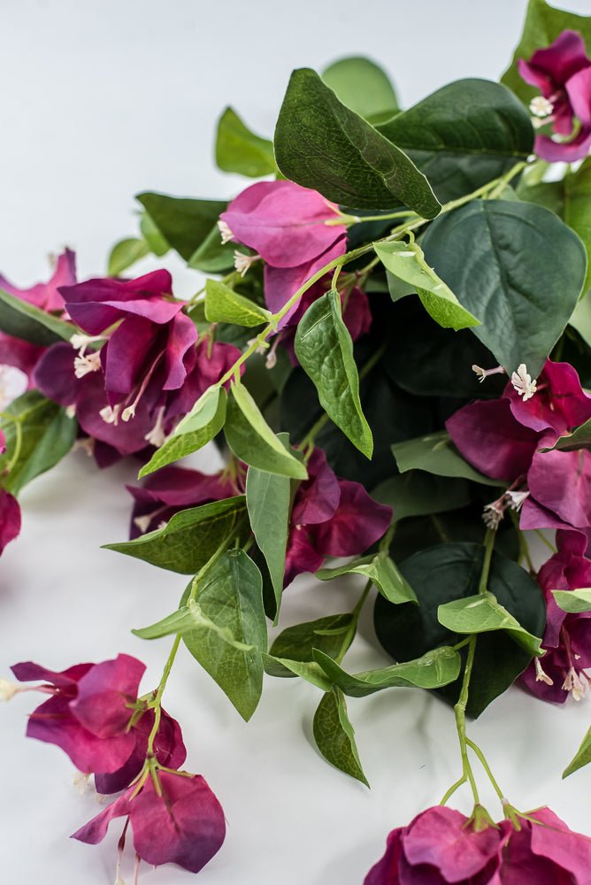 Beauty Pink Bougainvillea Bush - Greenery Market28138