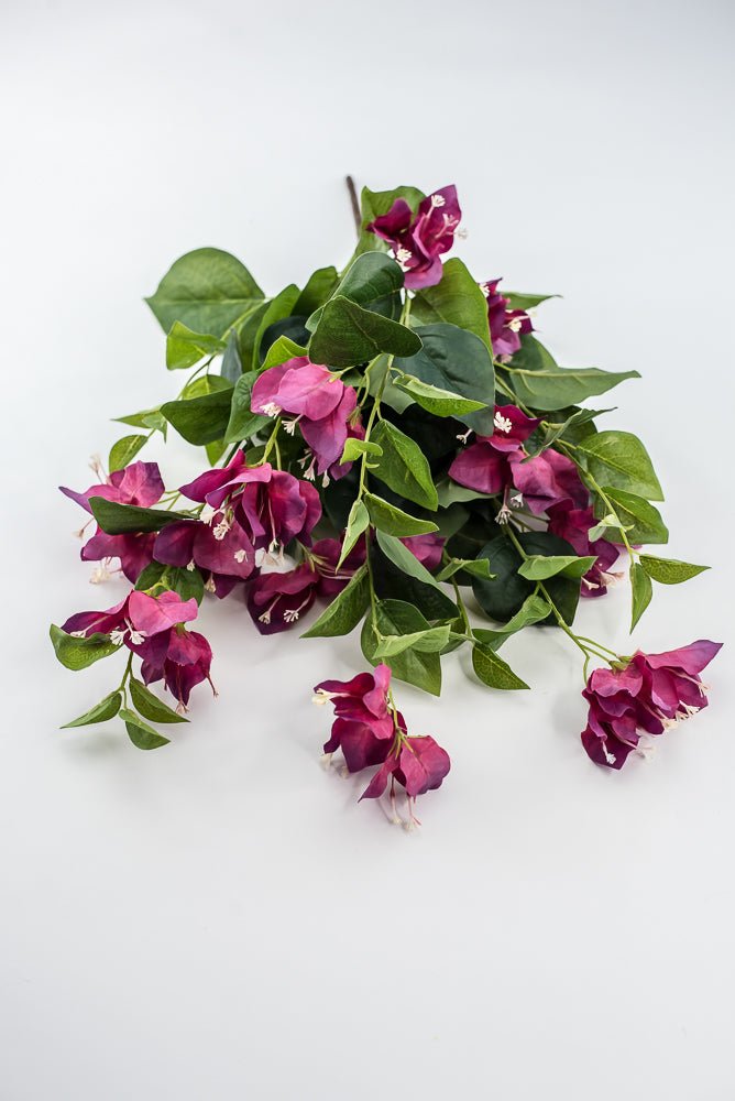 Beauty Pink Bougainvillea Bush - Greenery Market28138