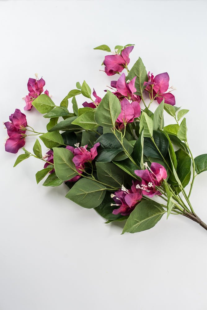 Beauty Pink Bougainvillea Bush - Greenery Market28138