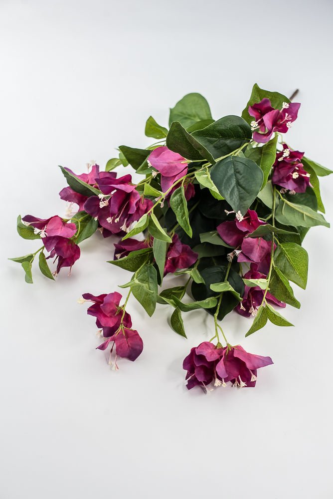 Beauty Pink Bougainvillea Bush - Greenery Market28138