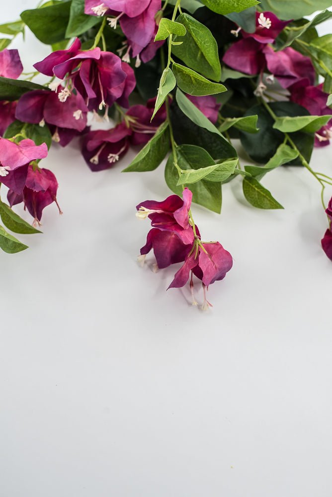 Beauty Pink Bougainvillea Bush - Greenery Market28138