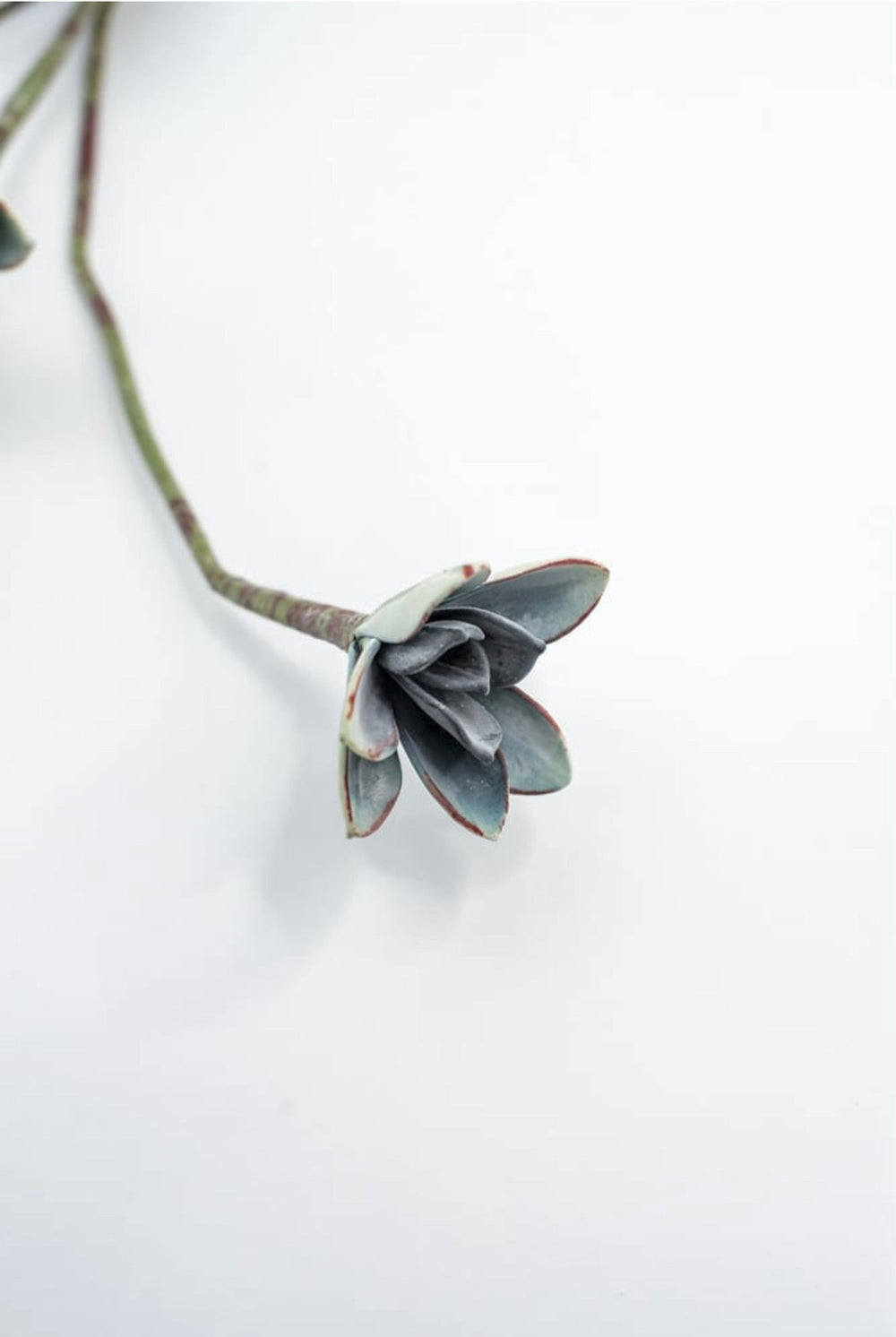 Blue Green Echeveria Hanging - Real Touch - Greenery Market287343