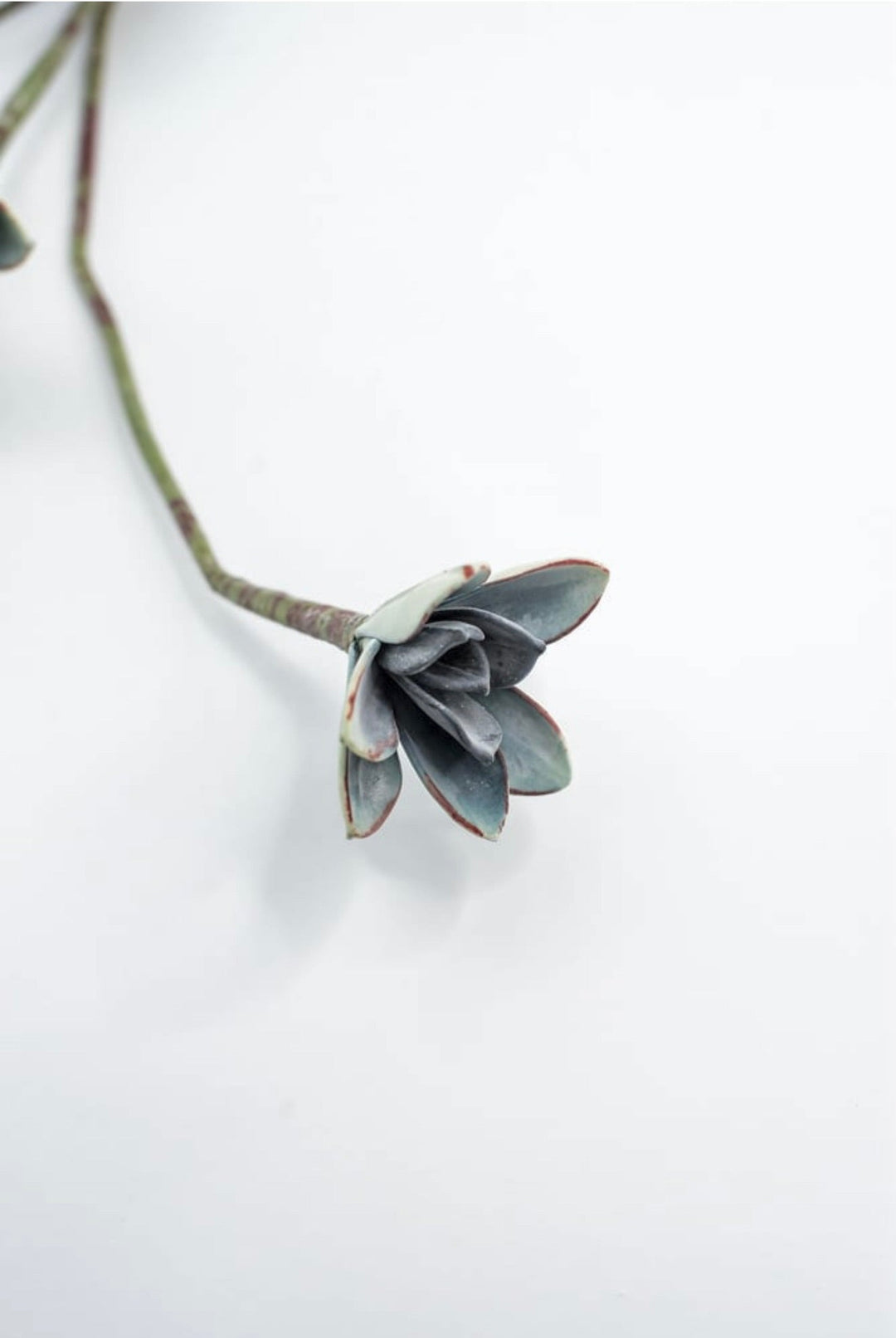 Blue Green Echeveria Hanging - Real Touch - Greenery Market287343
