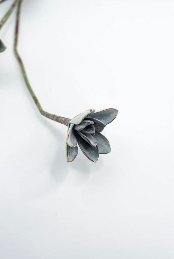 Blue Green Echeveria Hanging - Real Touch - Greenery Market287343