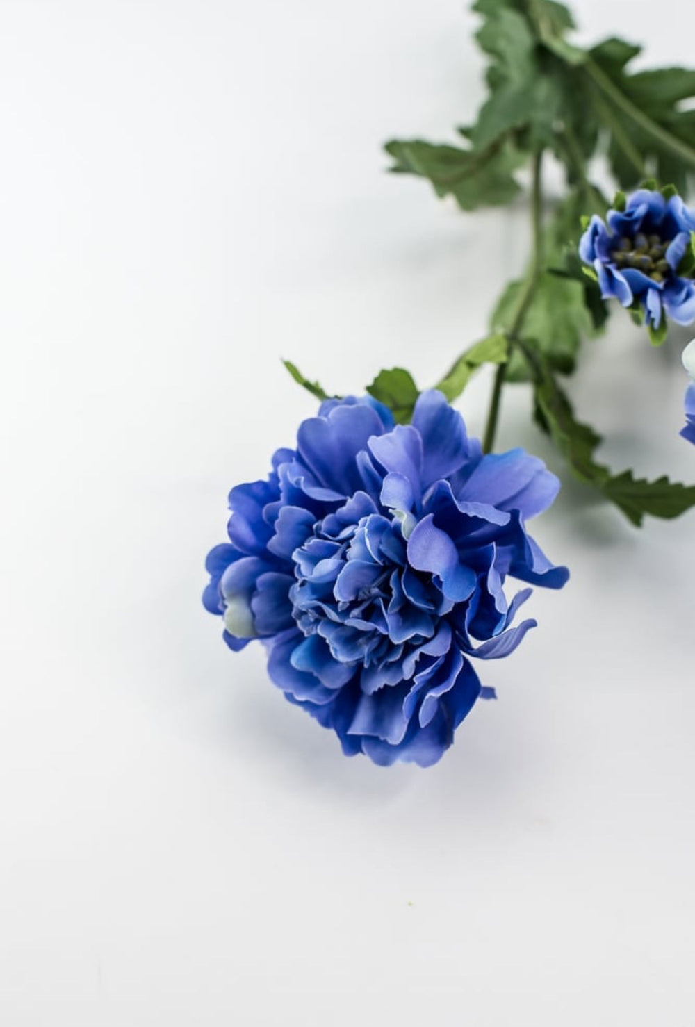 Blue scabiosa spray - Greenery Market5283 - DB