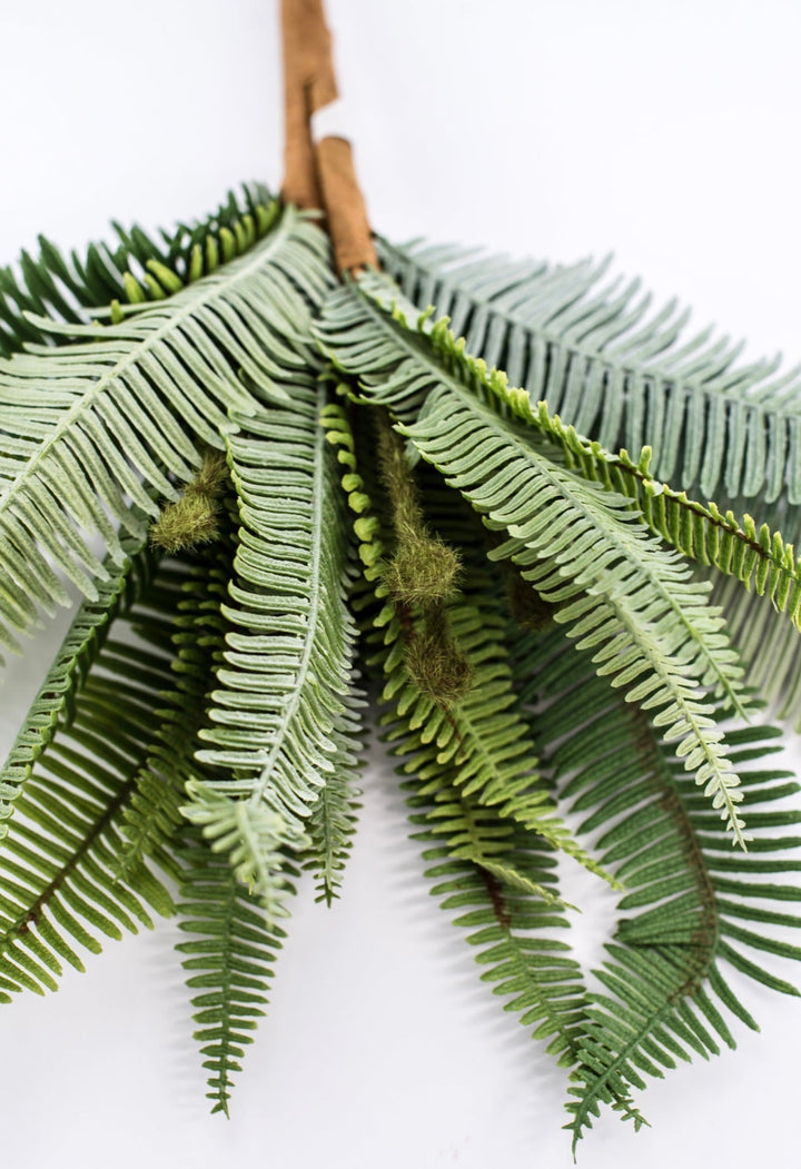 Boston Fern bush green - 16” - Greenery Marketgreenery2320137VG
