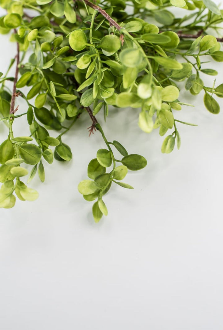 Boxwood bundle - Greenery MarketFl5911 - G