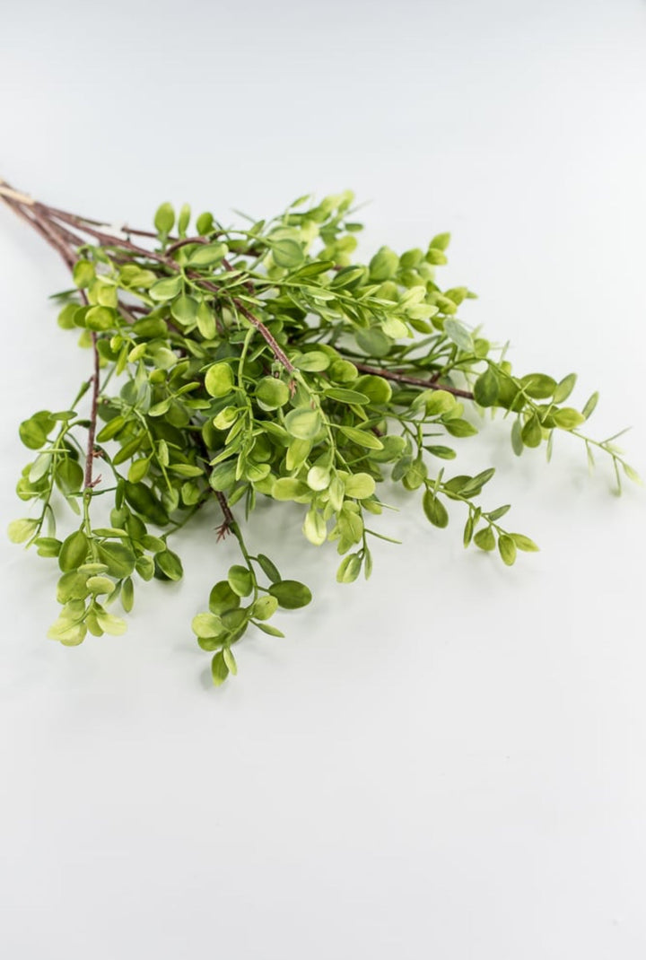 Boxwood bundle - Greenery MarketFl5911 - G