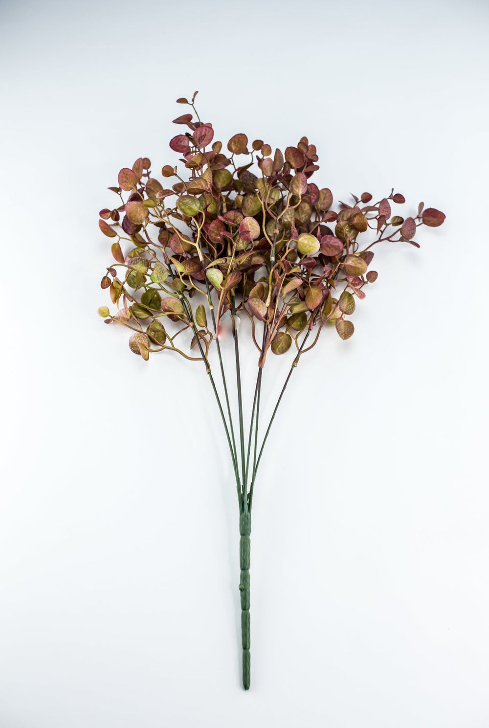 Burgundy Tipped Boxwood Bush - Greenery Market57109
