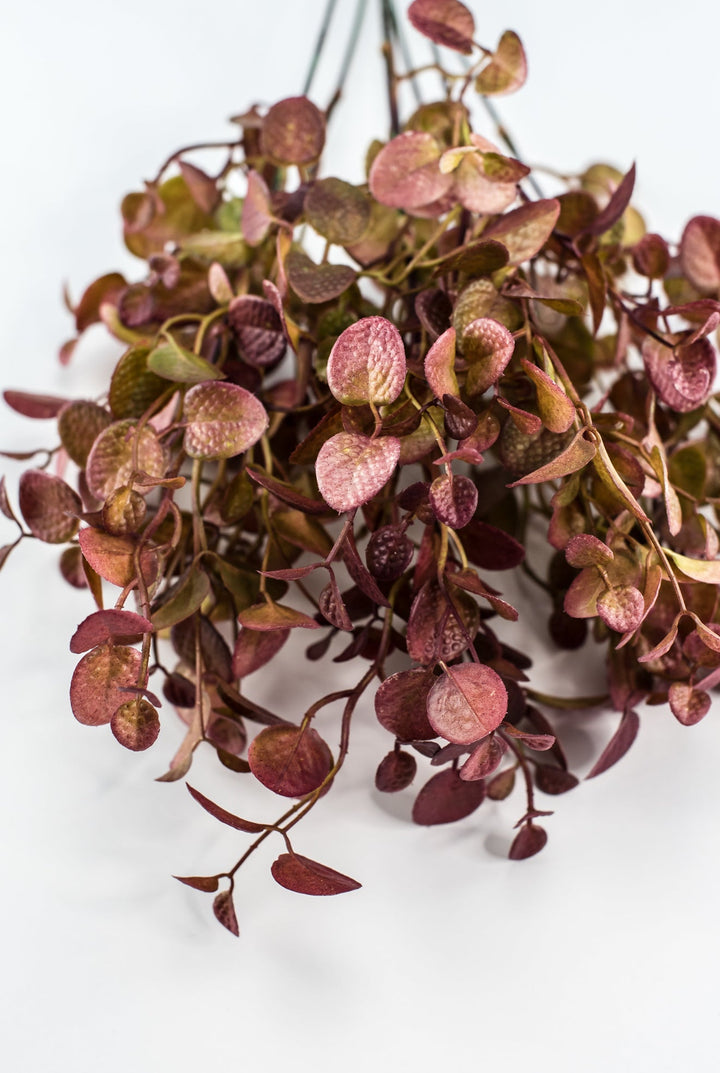 Burgundy Tipped Boxwood Bush - Greenery Market57109