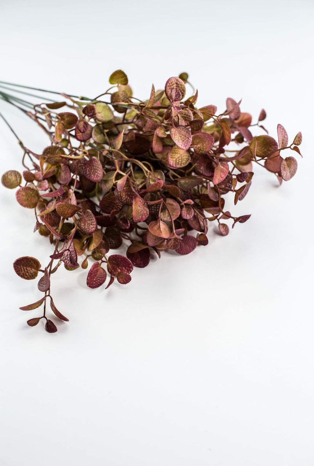 Burgundy Tipped Boxwood Bush - Greenery Market57109