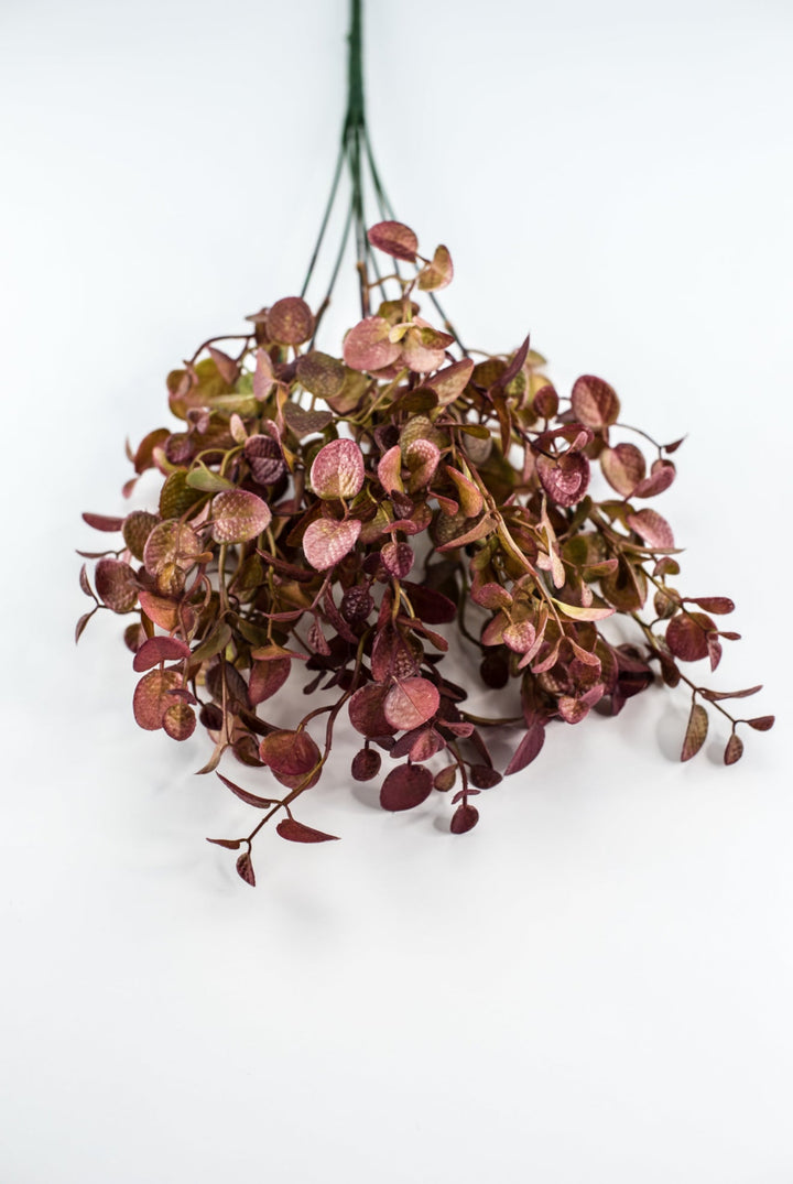 Burgundy Tipped Boxwood Bush - Greenery Market57109