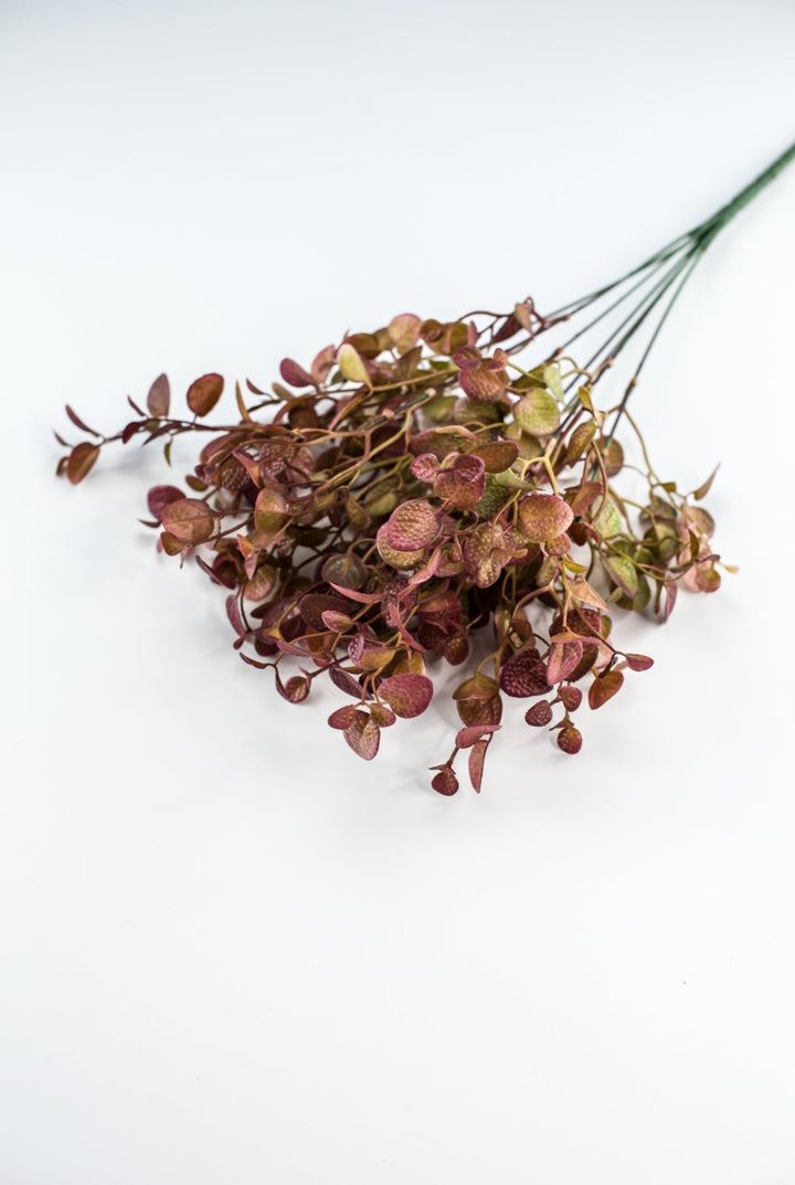 Burgundy Tipped Boxwood Bush - Greenery Market57109