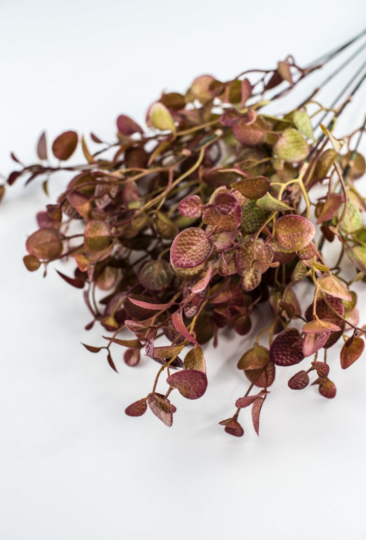 Burgundy Tipped Boxwood Bush - Greenery Market57109
