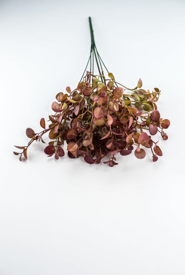 Burgundy Tipped Boxwood Bush - Greenery Market57109