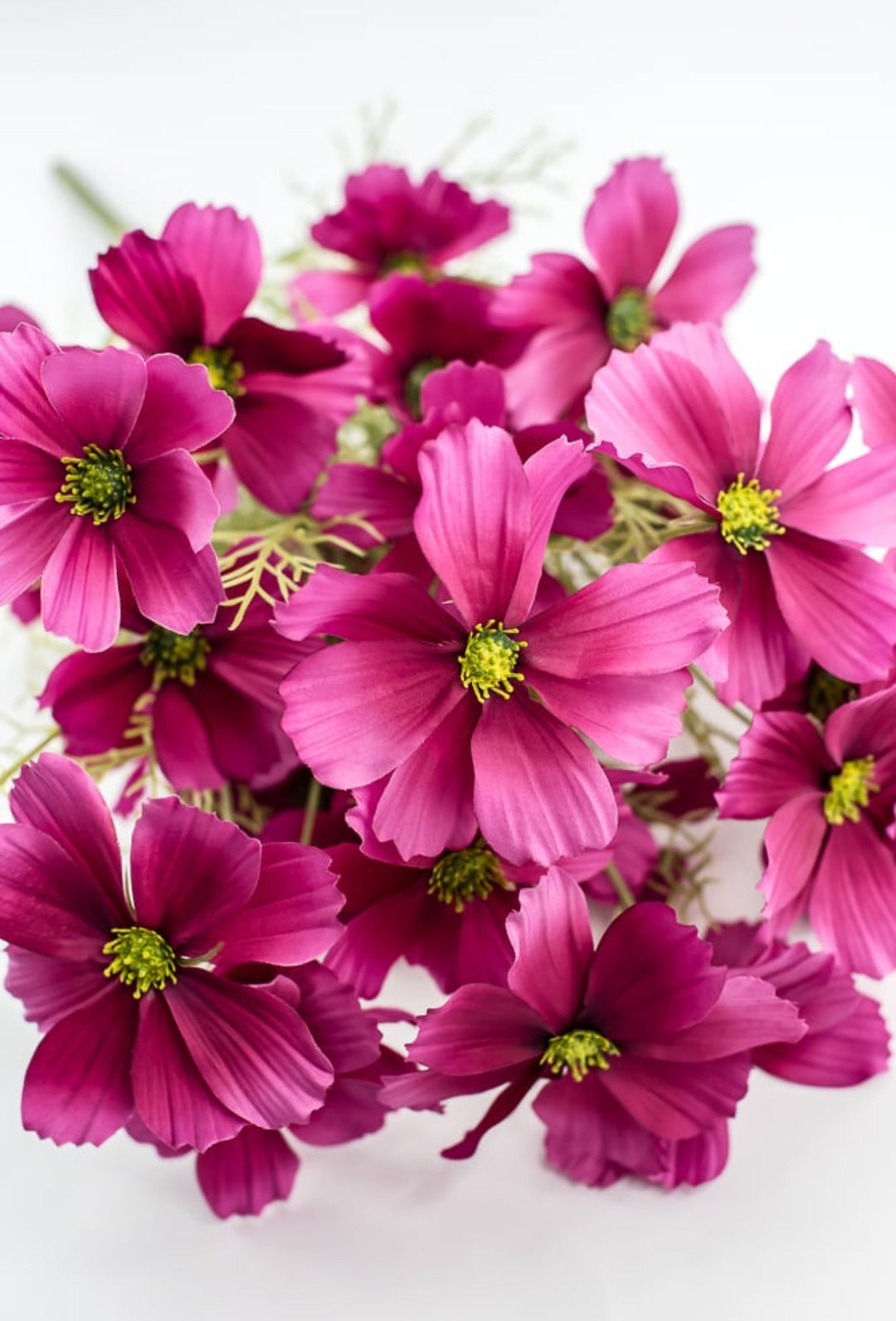 Byzantine Garden Cosmos Bush - Greenery Market63664BT