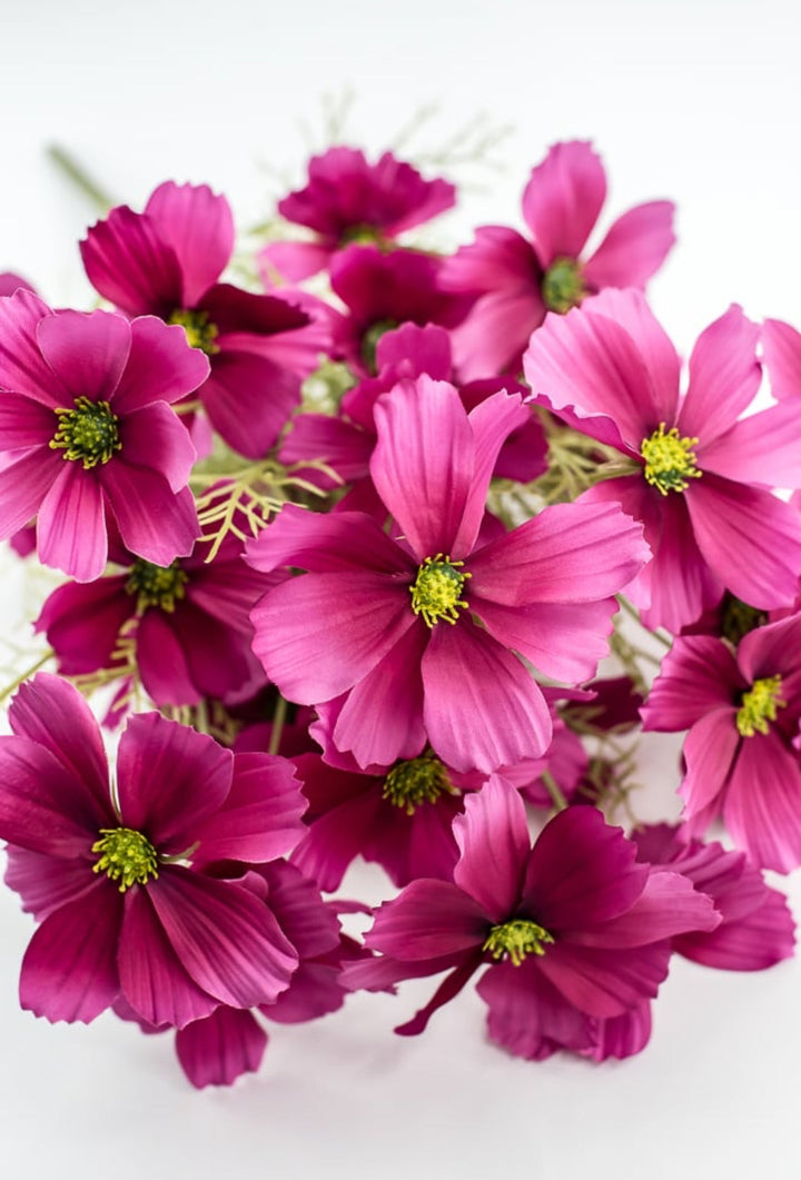 Byzantine Garden Cosmos Bush - Greenery Market63664BT