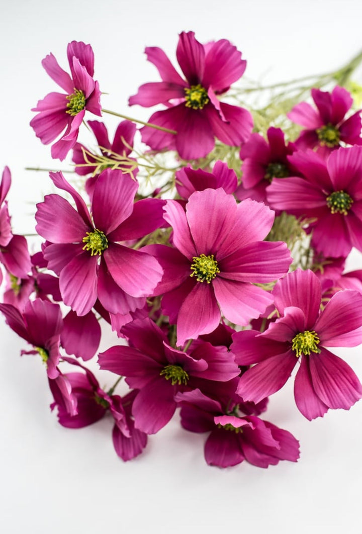 Byzantine Garden Cosmos Bush - Greenery Market63664BT