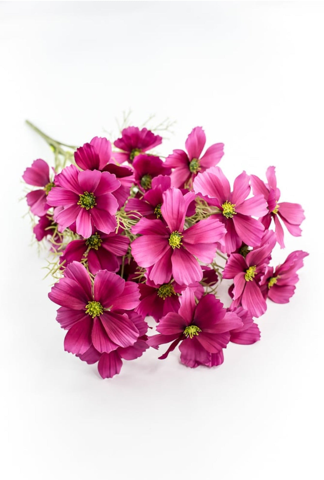 Byzantine Garden Cosmos Bush - Greenery Market63664BT