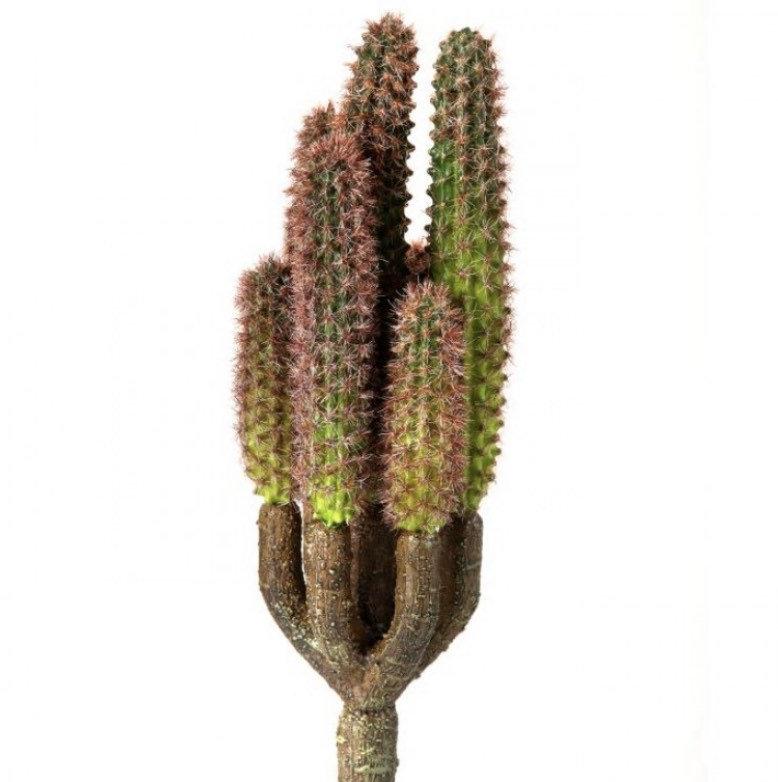 Cactus, prickly ginger cactus stems - Greenery MarketArtificial SucculentsMtf22245