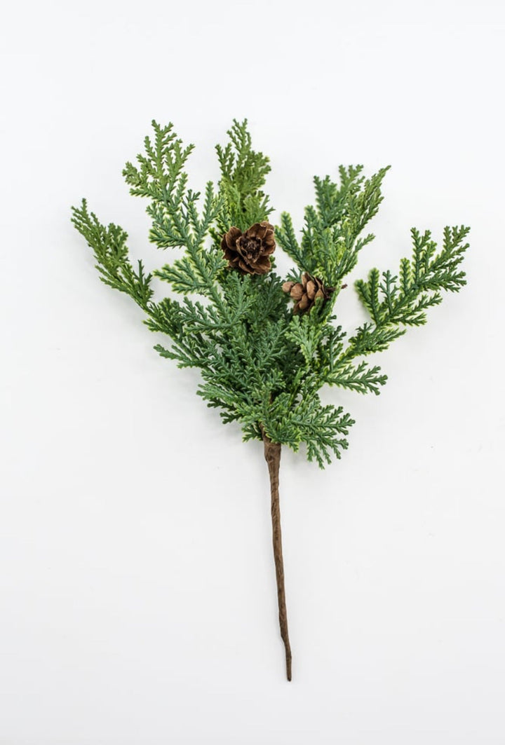 Cedar picks - bulk buy x 3 - Greenery MarketX640