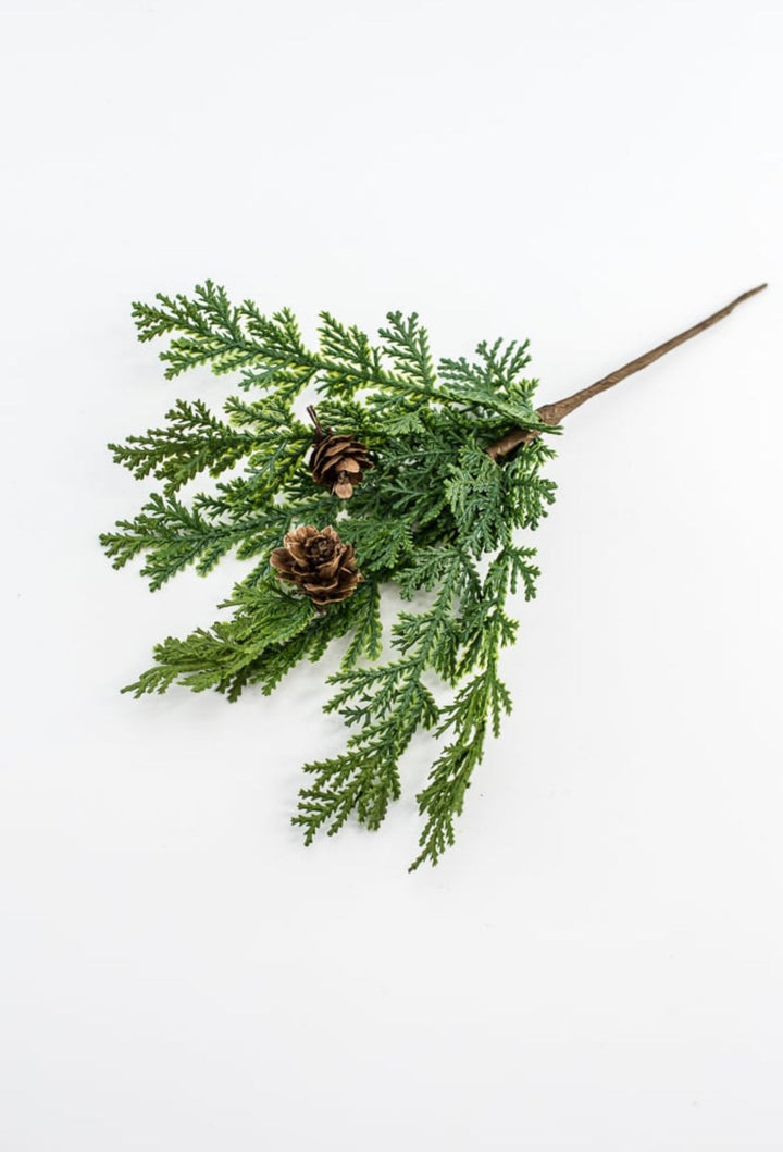 Cedar picks - bulk buy x 3 - Greenery MarketX640