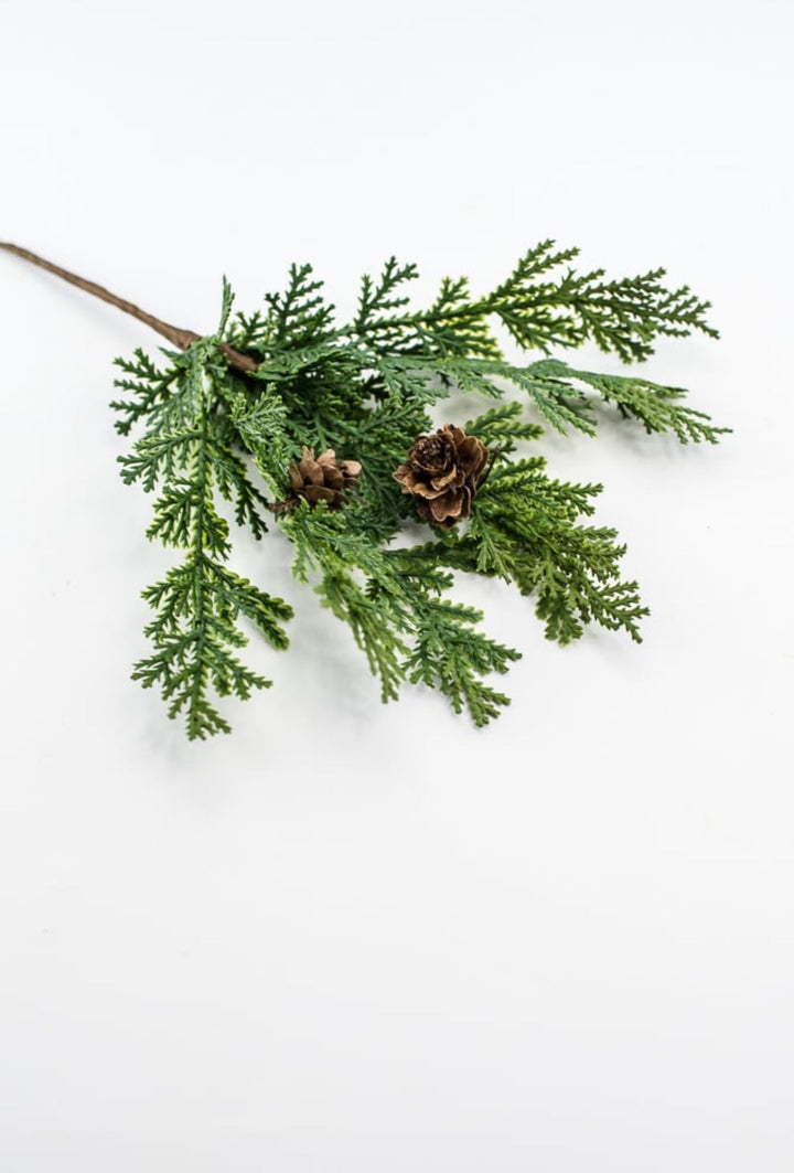 Cedar picks - bulk buy x 3 - Greenery MarketX640