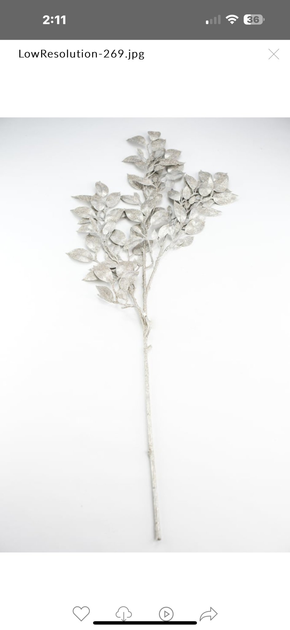 Champagne laurel leaf spray - Greenery MarketXg871 - CH
