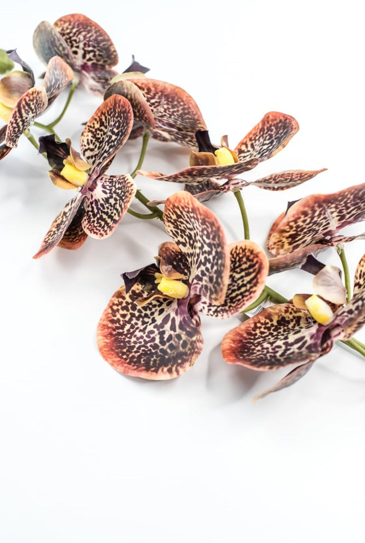 Chocolate Colored Orchid Stem - Greenery Market148074