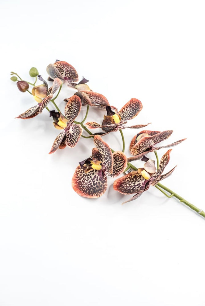 Chocolate Colored Orchid Stem - Greenery Market148074