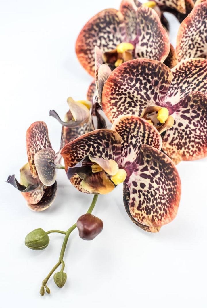 Chocolate Colored Orchid Stem - Greenery Market148074
