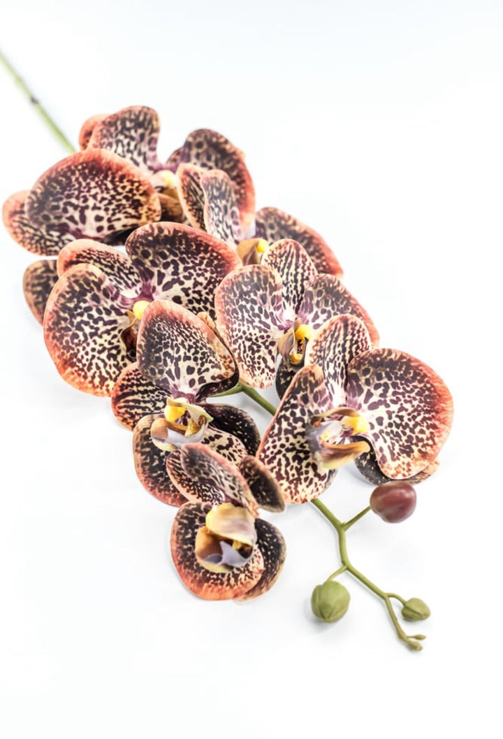 Chocolate Colored Orchid Stem - Greenery Market148074