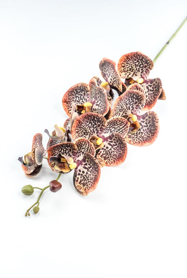 Chocolate Colored Orchid Stem - Greenery Market148074