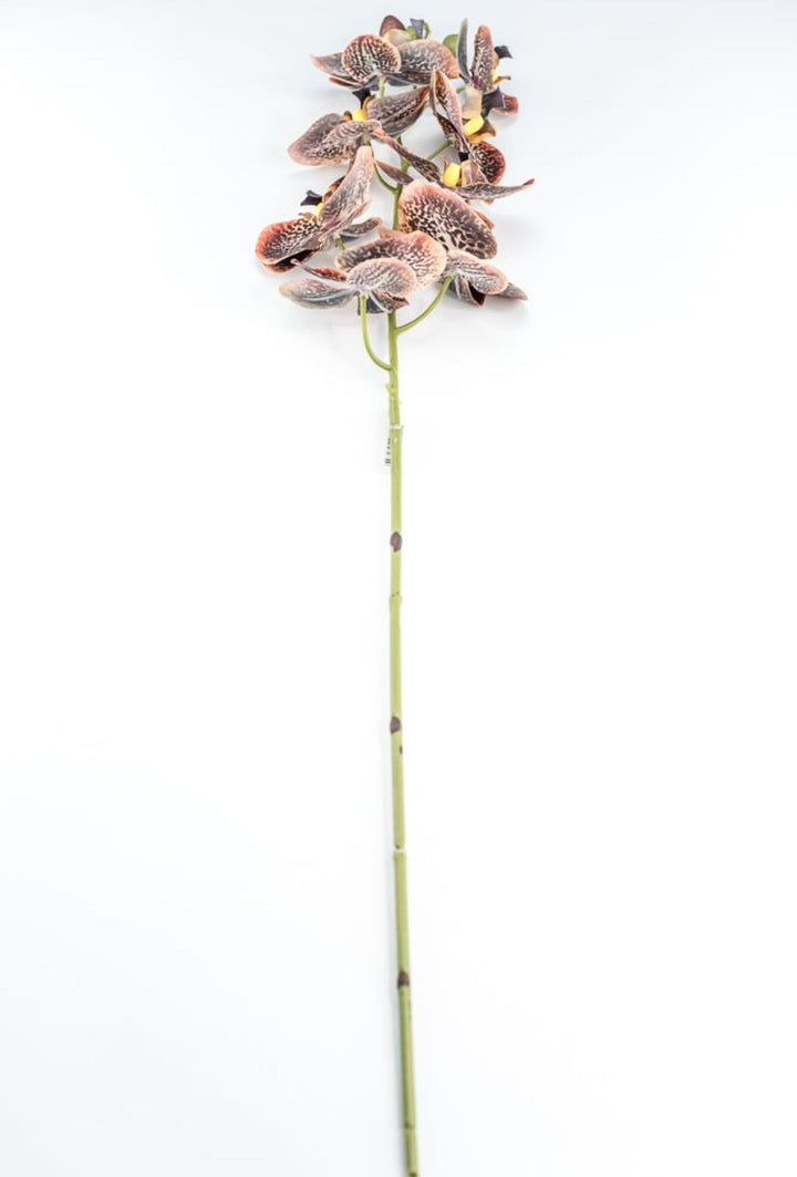 Chocolate Colored Orchid Stem - Greenery Market148074