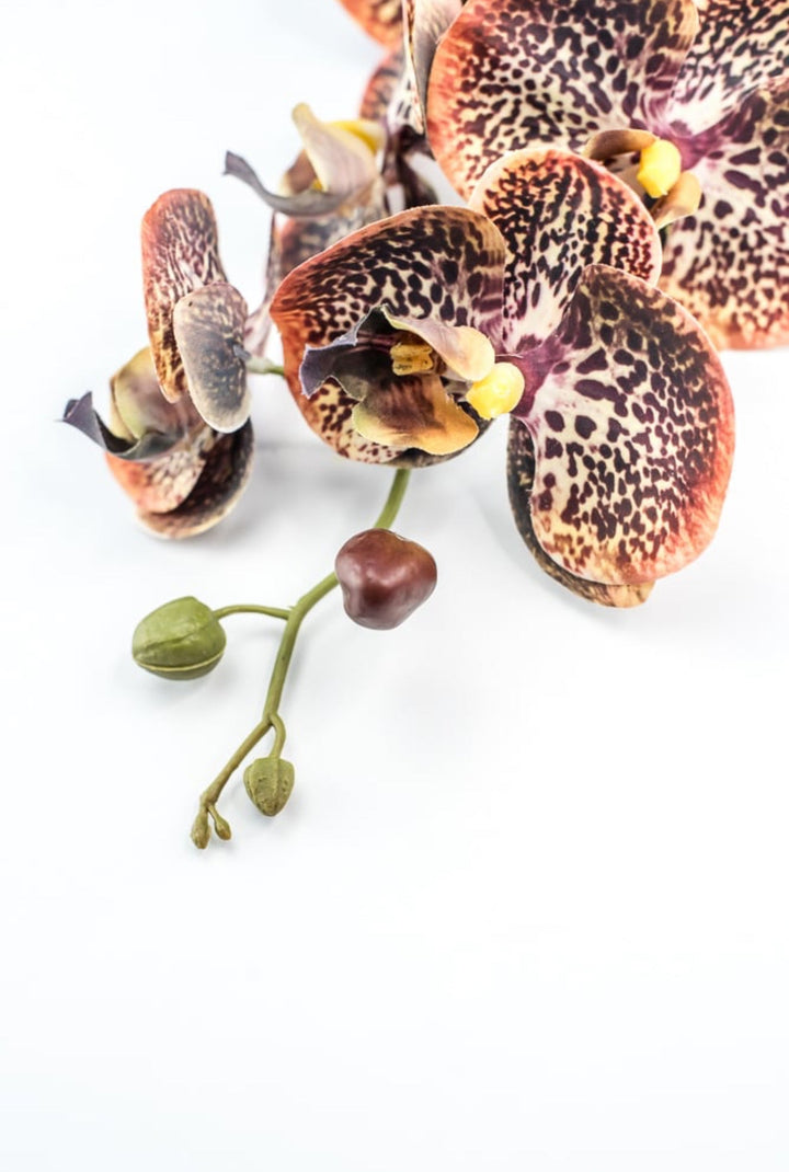 Chocolate Colored Orchid Stem - Greenery Market148074