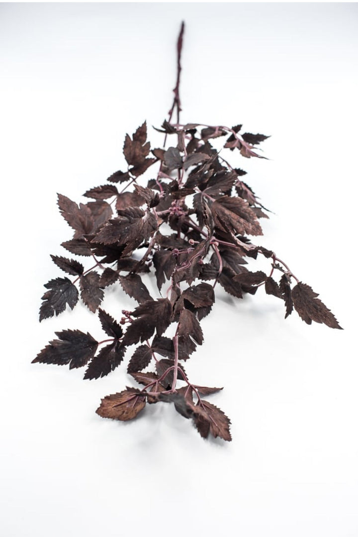 Cimicifuga Ramosa leaf leaves spray - deep plum - Greenery MarketMTH13017 - AUBG