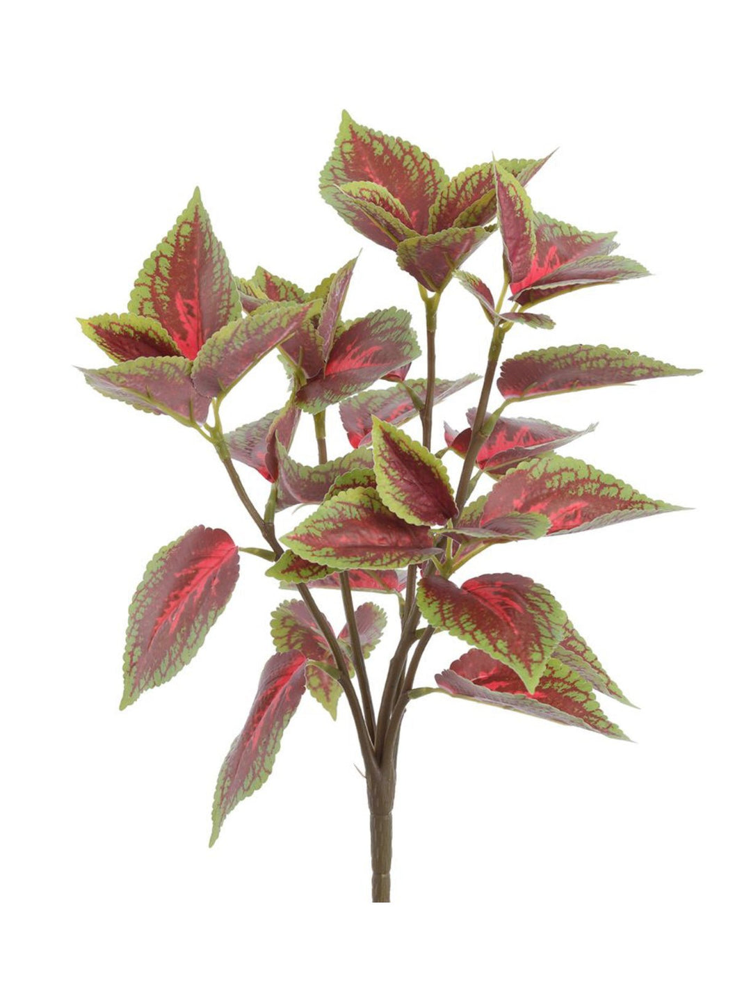 Coleus bush - green burgundy - Greenery MarketPBC555 - BU/GR