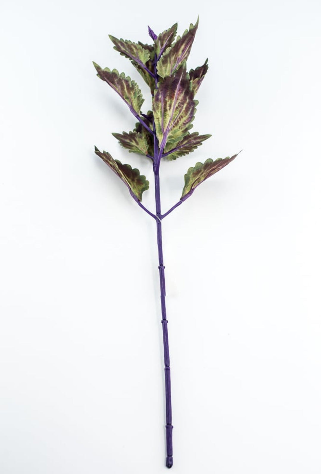 Coleus Leaves Pick - Green Purple - Greenery MarketFL6857 - DPU