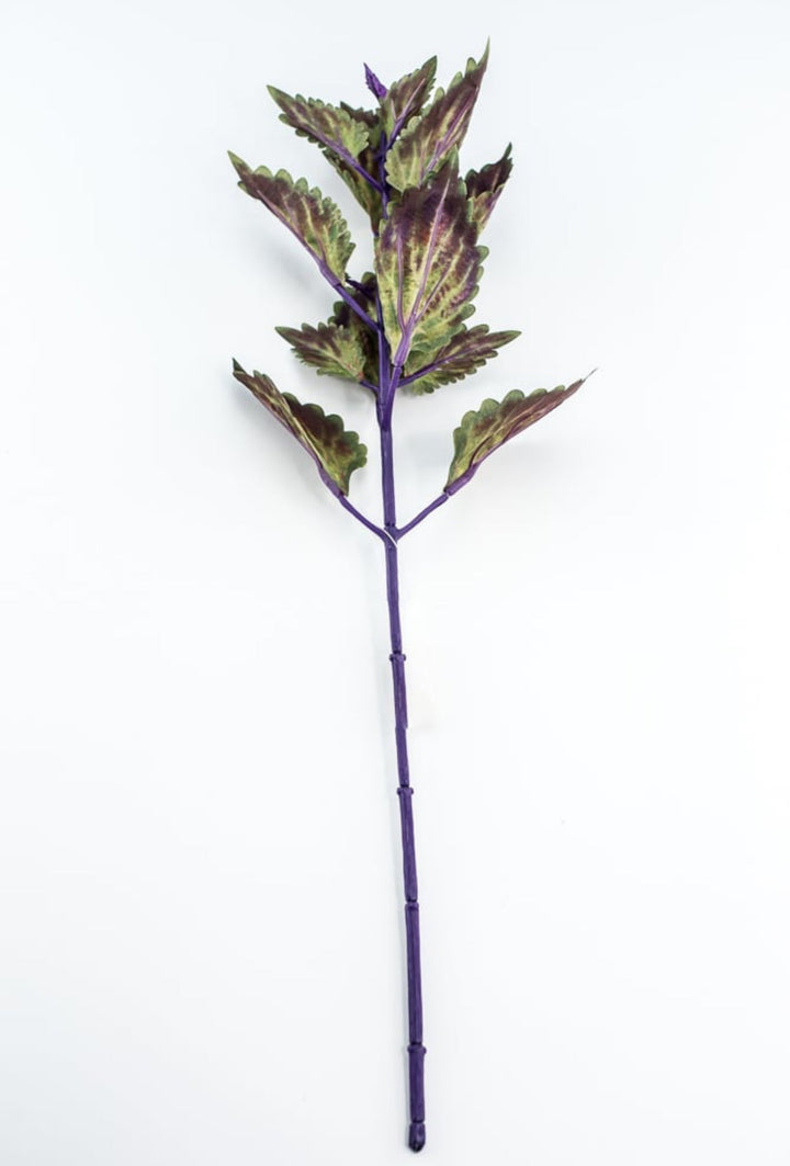 Coleus Leaves Pick - Green Purple - Greenery MarketFL6857 - DPU