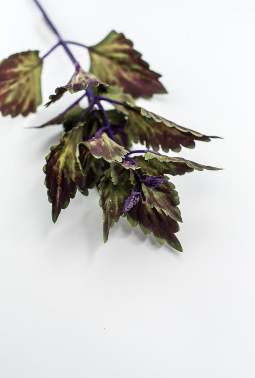 Coleus Leaves Pick - Green Purple - Greenery MarketFL6857 - DPU