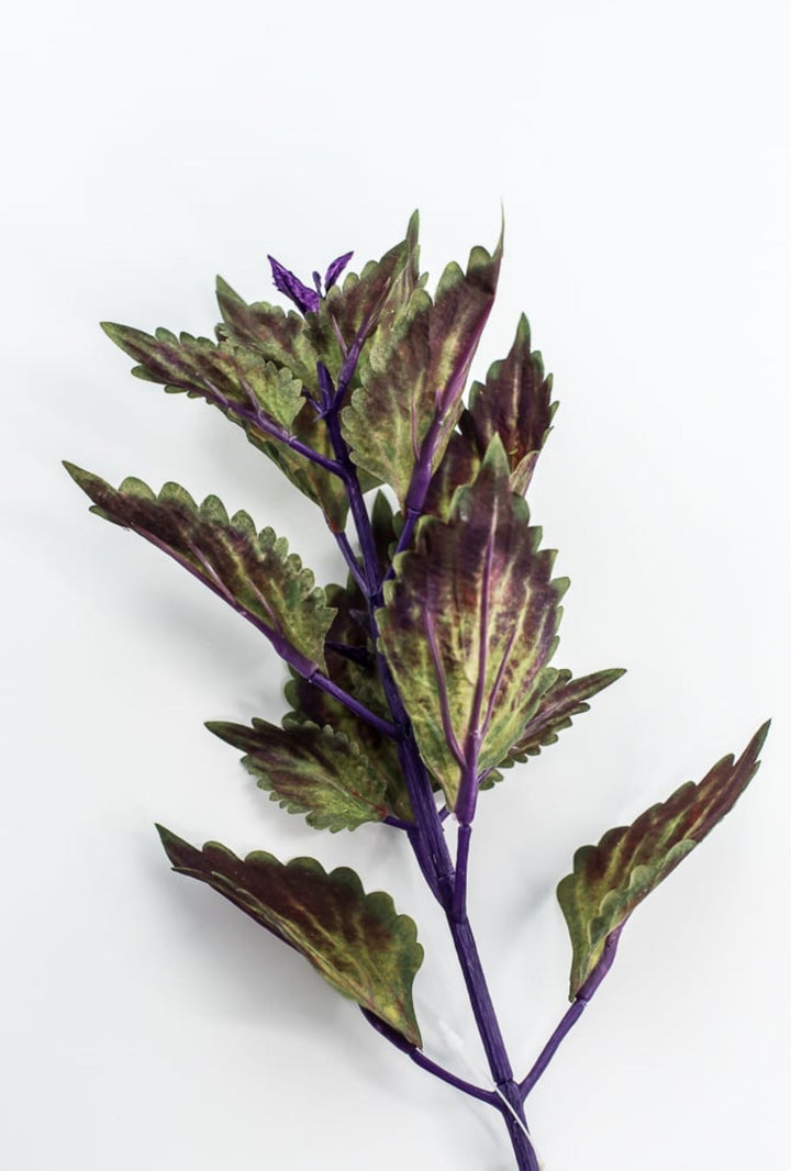 Coleus Leaves Pick - Green Purple - Greenery MarketFL6857 - DPU