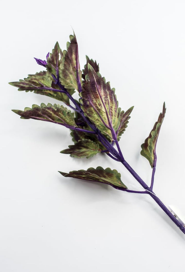 Coleus Leaves Pick - Green Purple - Greenery MarketFL6857 - DPU