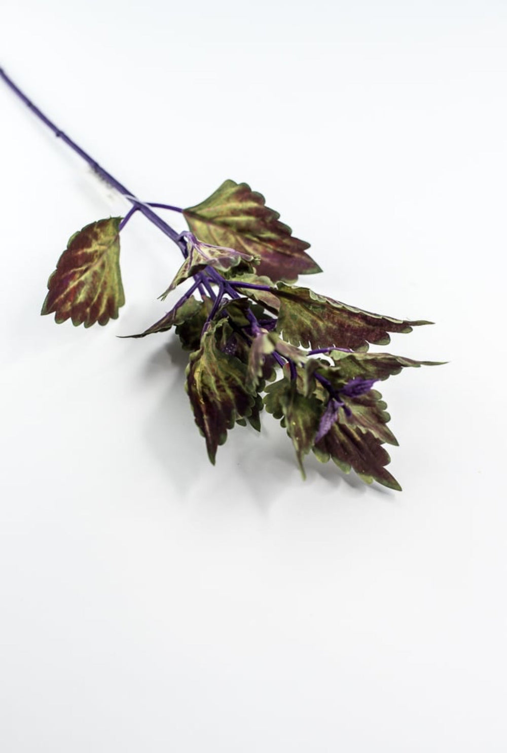 Coleus Leaves Pick - Green Purple - Greenery MarketFL6857 - DPU