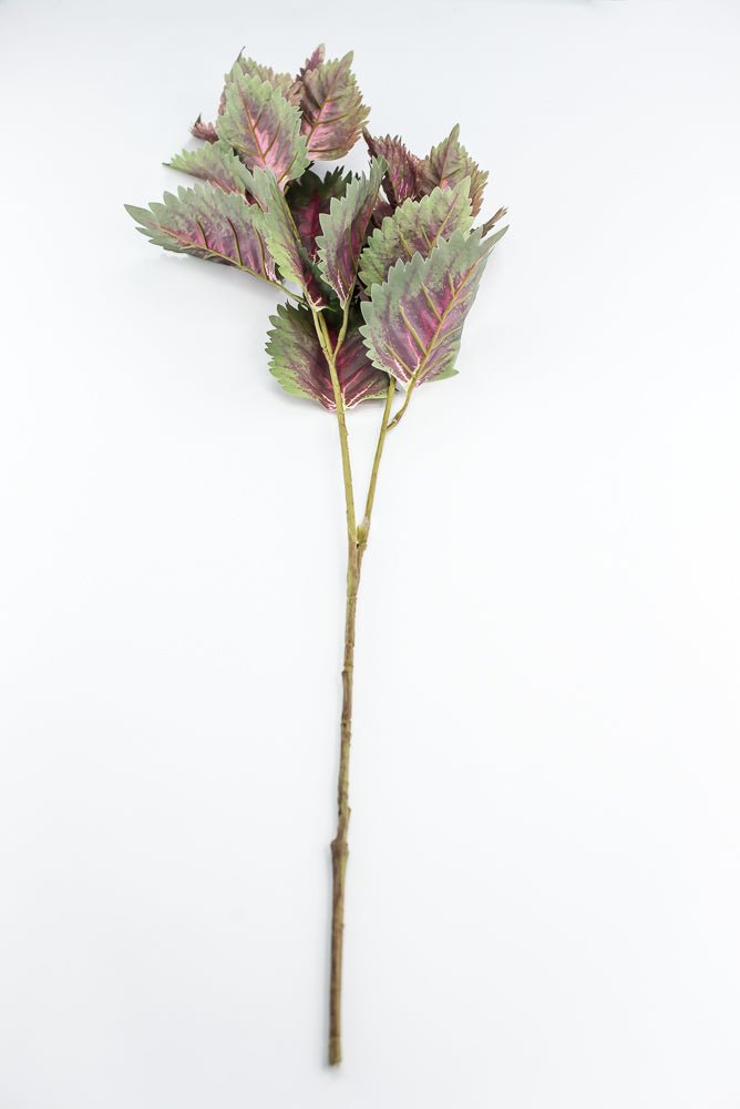Coleus Leaves Spray - Green Pink - Greenery MarketMTF24457 PKGR