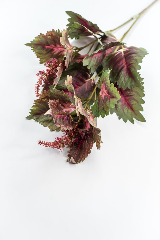 Coleus Leaves Spray - Green Pink - Greenery MarketMTF24457 PKGR